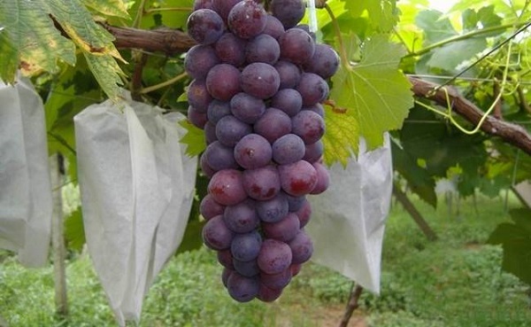 葡萄保護袋